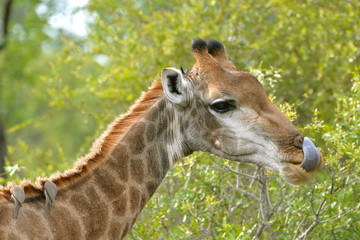 Girafe qui tire la langue