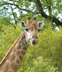 Girafe qui tire la langue