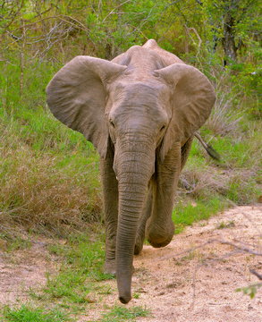 Jeune &eacute;l&eacute;phant press&eacute; 