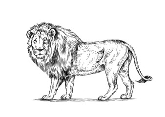 brush painting ink draw isolated lion illustration © Turaev