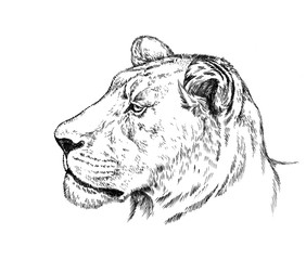 brush painting ink draw isolated lion illustration