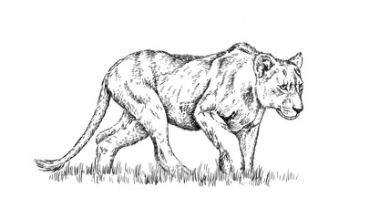 brush painting ink draw isolated lion illustration