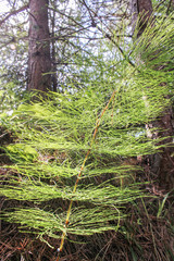 forest green horsetail