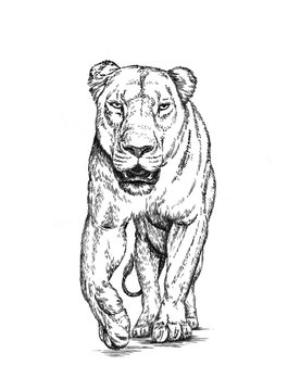 brush painting ink draw isolated lion illustration