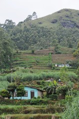 Fototapeta na wymiar Mountain village in the surroundings of Nuwara Eliya.