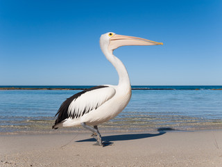Australia, Yanchep Lagoon, 04/18/2013, Australian pelican on an australian beach