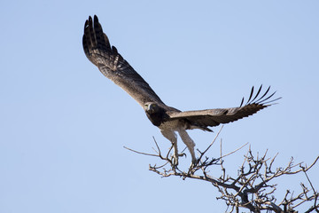 Martial eagle with large wings take off from tree against blue s