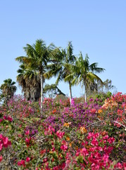 Fototapeta na wymiar Palms and bougainvillea flowers growing in a park on Tenerife
