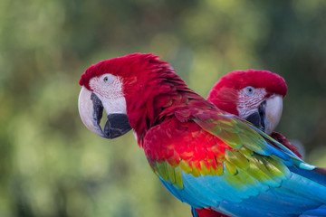 Red and green Macaw - Mato Grosso State - Brazil