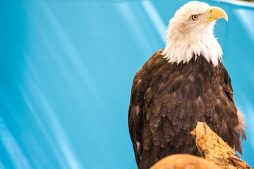 American Bald Eagle