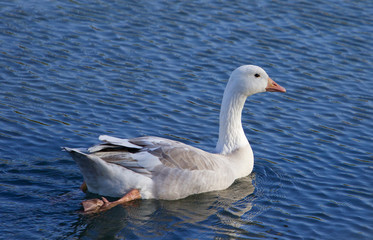 Naklejka na ściany i meble Image with the Snow goose swimming in the lake