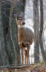 Photo of the unsure young deer