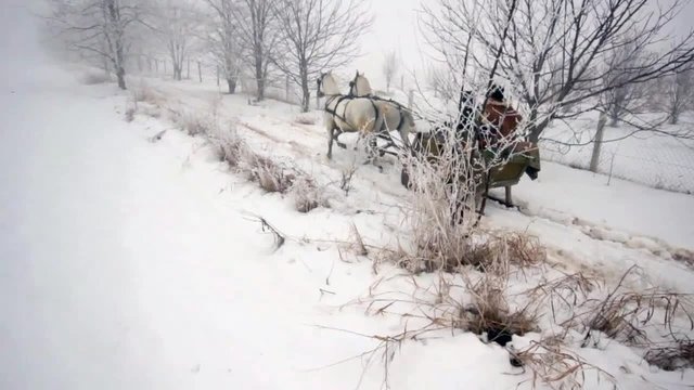 Two white horses pulling the sledge in wintertime 