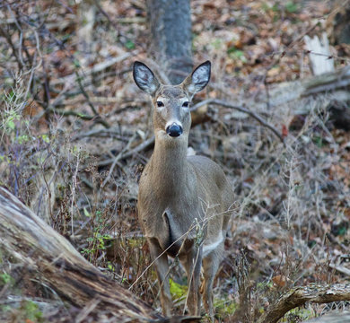 Photo of the beautiful deer in the forest