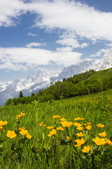 Meadow in French Alps