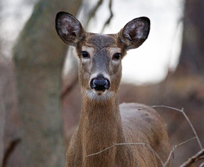 Very beautiful portrait of the deer