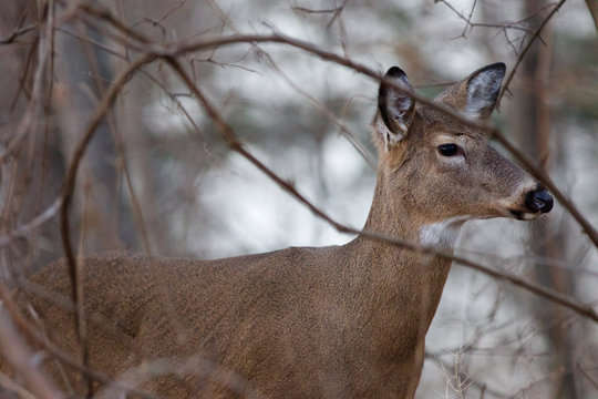 Young beautiful deer in the bush close-up