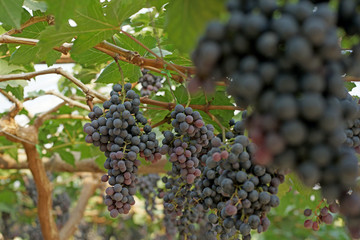grapes harvest in vineyard