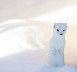 white ermine weasel standing in deep snow - 98589571