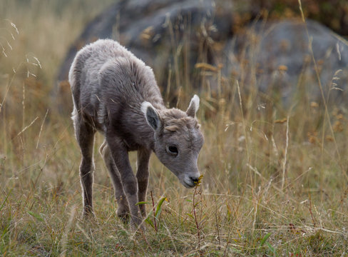 baby bighorn sheeep lamb smelling flower