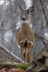 Photo of the wild deer