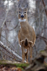 Naklejka premium Picture with a deer looking straight