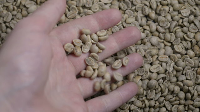Hand Pouring raw coffee into more green beans 2