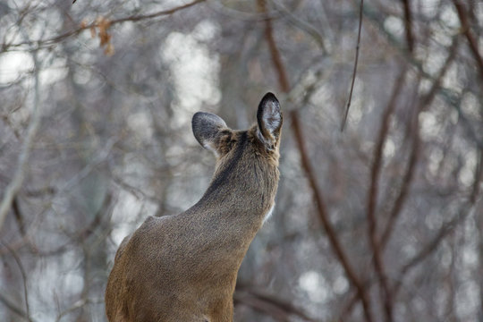 Photo of a deer looking back