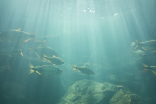 Diving At Salobra River With Fishes Piraputanga, Piau, Dourado A