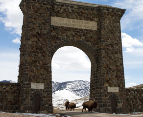 a herd of three bison migrate through the historic roosevelt arch gateway in yellowstone national park - 98589904