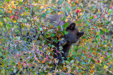 black bear balanced in bush with colorful leaves eating berries snout - 98589936