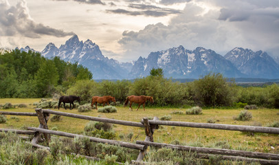 Three horses walk in file in front of an old ranch fence in the foreground of the Teton mountain range