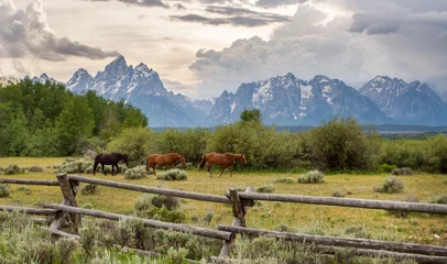 Papier Peint photo Chaîne Teton Three horses walk in file in front of an old ranch fence in the foreground of the Teton mountain range