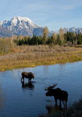 bull and cow moose courting in still water with perfect ripples beneath huge snow dusted rocky mountains