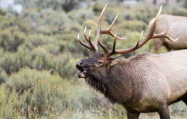Naklejka na ściany i meble a bull elk in yellowstone national park with big antlers bugling and rutting in the mating season