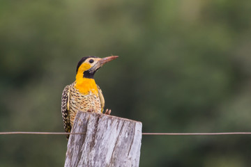 Campo Flicker on the fence
