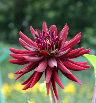 Schwarzrote Dahlie