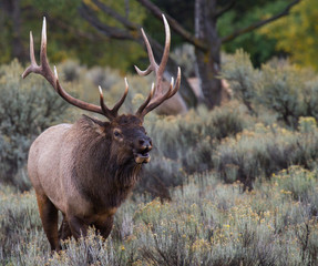 bull elk rutting bugling and approaching - 98590344