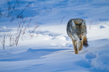 coyote hunting along snowy trail - 98590348