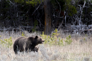 a tiny grizzly bear grasping mother's leg. Mother's mouth is open and teeth bared. Standing in the sagebrush.