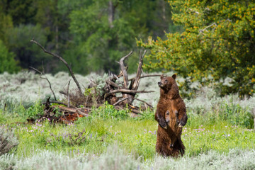 grizzly bear mother standing looking left, dead wood and forest in background - 98590369