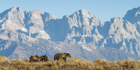 a sow grizzly bear mother leads two cubs along a ridge in front of a dramatic mountain range - obrazy, fototapety, plakaty