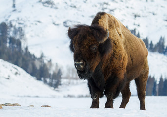 un énorme bison taureau se dresse vers la caméra dans un paysage d& 39 hiver enneigé de Yellowstone