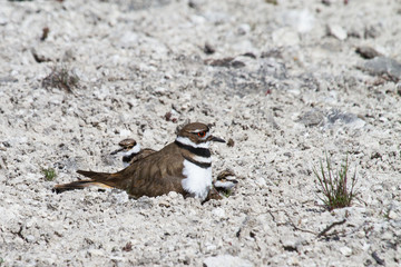 a well camouflaged killdeer mother sitting on two hidden chicks against a white rocky background