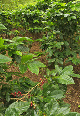 Monteverde Coffee Plants