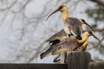 Curicacas (Buff-necked Ibis) - Nobres - Mato Grosso - Brazil