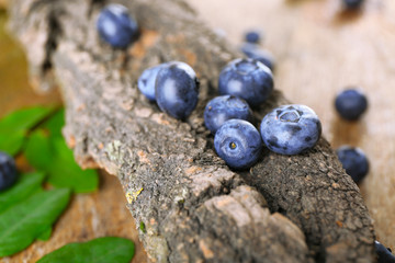 Fresh blueberries with tree on wooden table, closeup
