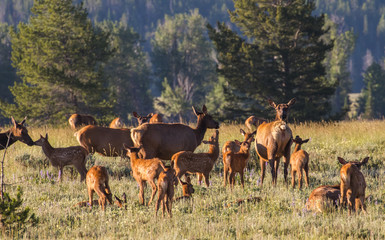 Naklejka na ściany i meble newborn spotted elk calves and mothers