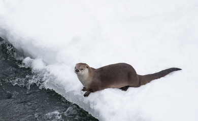 otter at snowy riverbank - 98590711