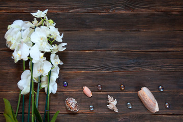 Fototapeta na wymiar orhides and shells on dark wooden background.